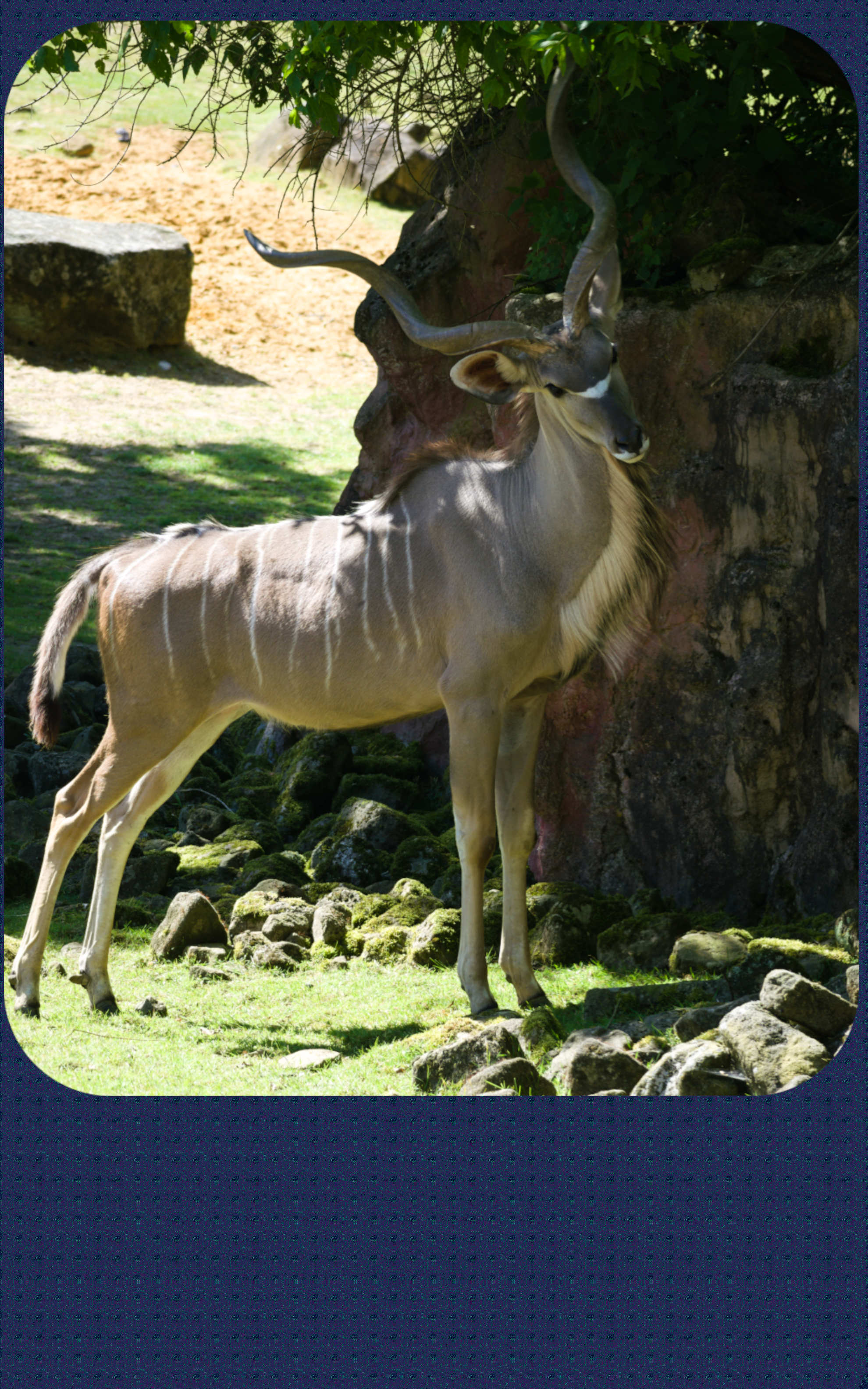 ZOOM Erlebniswelt Grosser Kudu